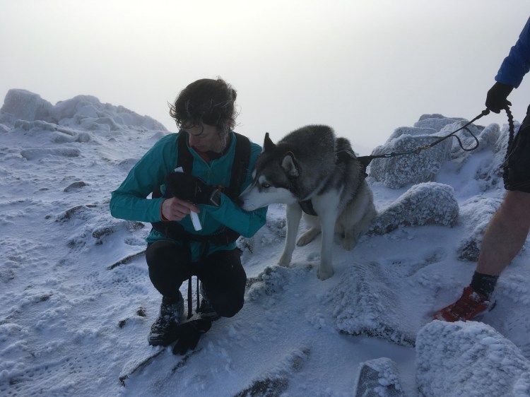Husky sniffing the arm of a crouched runner in the snow